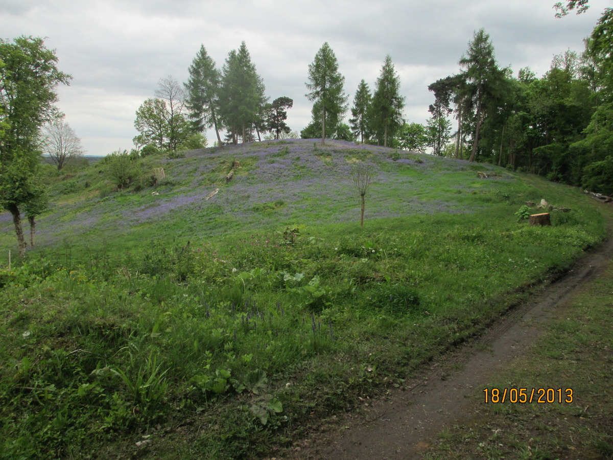 Bluebells on Chart Park